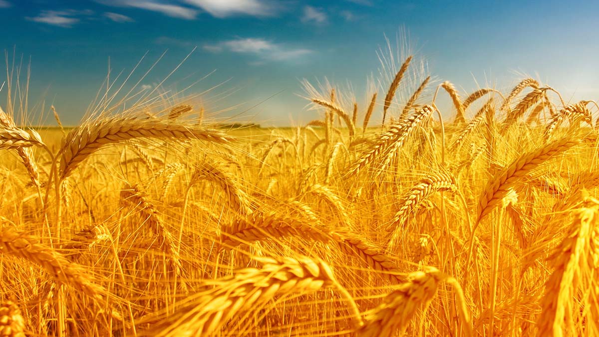 Украинский агроэкспорт в ЕС вырос на 41%