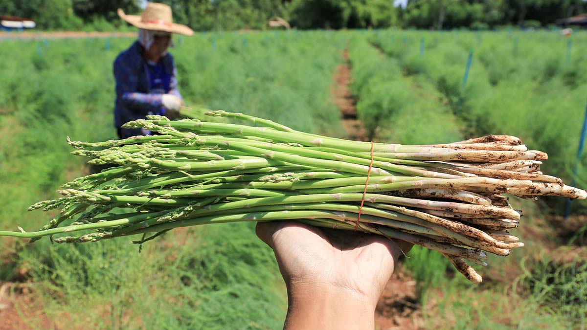 Граждане Грузии смогут легально работать в Германии на сезонных работах
